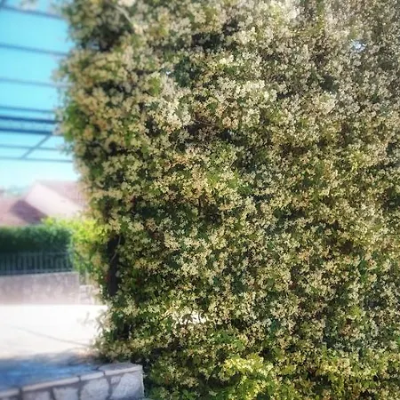 Apartmani Tomislav Krk Town Exteriér fotografie