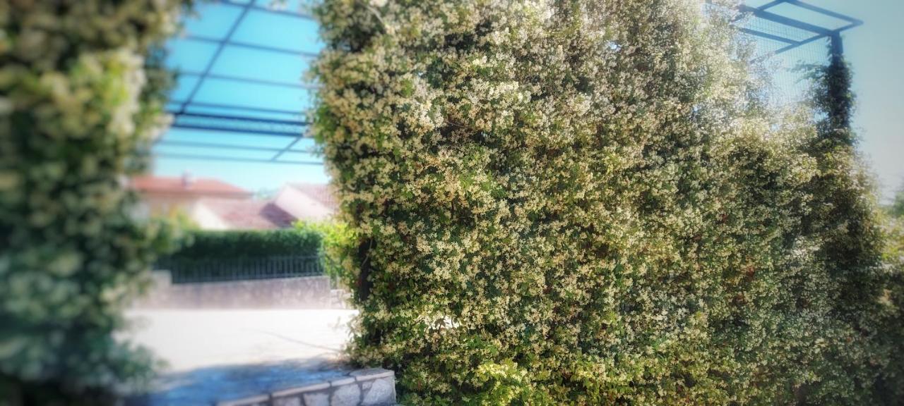 Tomislav Apartman *